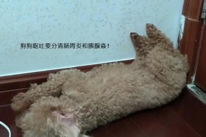 泰迪犬呕吐原因及处理方法（了解泰迪犬呕吐的原因和有效的处理方法）