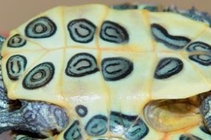探讨以乌龟为食的文化与实践（传统饮食中的乌龟）