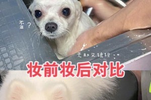 狗狗立耳手术后洗澡的注意事项（手术复苏期洗澡时间、洗澡前准备、洗澡方式和频率等关键事项解析）