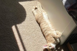 猫咪需要晒太阳的时间有多久？（揭秘猫咪晒太阳的最佳时间和注意事项）