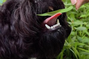 为什么狗狗吃草？（探究狗狗吃草的原因及影响）