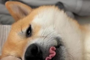狗狗舌头后面的神秘物质解密（探索狗狗舌头后面的腺体分泌物）