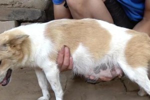 狗怀孕多久不能打胎？（揭秘狗狗怀孕期间的安全期）