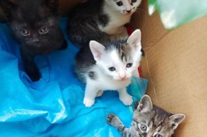 以没满月的猫咪喂什么？（为确保健康成长，猫咪需要合适的饮食）