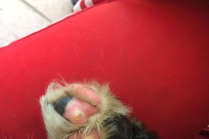 狗脚掌皮肤病（了解狗脚掌皮肤病的常见类型，有效帮助你的爱犬恢复健康）