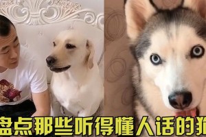 奇妙的动物界（与人类沟通的十大智慧生物）
