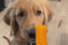 金毛犬的禁食物和应对方法（保护你的金毛犬远离有害食物）