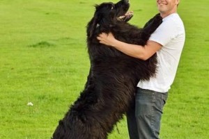 普京的狗狗园（探索普京与他的犬只之间特殊的关系与动物保护倡议）