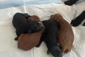 土狗与泰迪混种（探索土狗与泰迪混种狗狗的外貌特征、性格和养护需求）