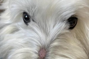 狗狗伤口结疤时间有多久？（探究狗狗伤口结疤的过程及影响因素）