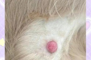 狗狗肿瘤的生长速度及变大时间（了解狗狗肿瘤的生长特征以及监测方法）