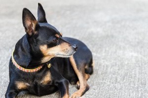 如何做好迷你杜宾犬的饲养？迷你杜宾犬的饲养方法分享