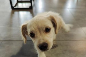 狗狗出门必备装备（如何为你的爱犬选择适合的装备）