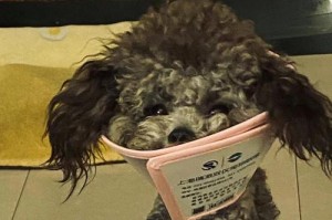 探讨泰迪大便偏干的原因及解决方法（了解泰迪大便偏干的主要原因，帮助泰迪恢复正常排便）