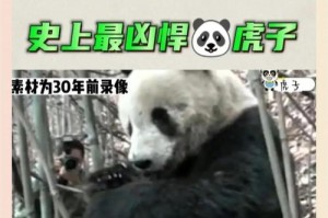 大熊猫与老虎（大熊猫全力一拼，能否打败老虎？）