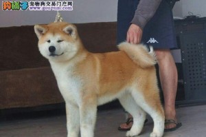 纯种秋田犬价格分析（探究纯种秋田犬价格的高低以及最合理的价格范围）