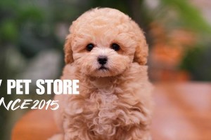 探秘泰迪犬的迷人毛色（解锁泰迪犬多彩世界，发现最适合你的毛色！）