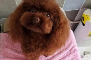 狗狗换毛需要多久？（了解狗狗换毛周期及相关注意事项）