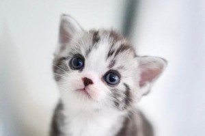 白色猫短毛的品种及特点（探索白色短毛猫的魅力与品种多样性）