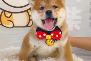 柴犬狗窝大误用（笑翻！这可不是狗窝的正确使用方式）