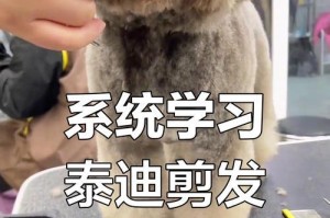 泰迪剪光多久能长出来？（解析泰迪剪毛后的生长周期及护理技巧）