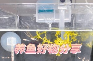 小孔雀的饮水需求及喂水方法（了解小孔雀的饮水习惯，确保其健康成长）