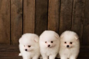 探索小型宠物犬品种的魅力（小而可爱，这些宠物犬品种成为人们的心头好）