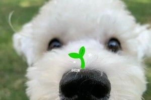 狗鼻子上的白色斑点是什么？（揭秘狗鼻子上的奇特特征，探讨白色斑点的形成和意义）