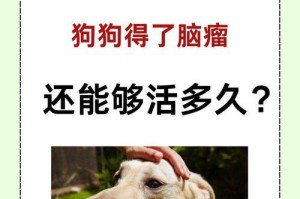 狗的寿命之谜（揭开狗只能活多久的秘密，以及延长狗寿命的关键）