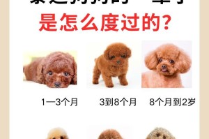 泰迪幼犬的胎毛修剪时间和注意事项（保证宠物健康成长的关键——胎毛修剪）