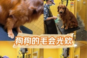 金毛犬吃多了该如何处理？（避免金毛犬饮食失调的关键方法）