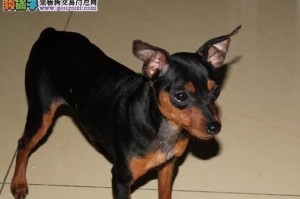 小鹿犬百科全解（了解小鹿犬的特征、行为和养护知识）