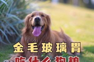 金毛犬两个月内不能吃什么？（了解金毛犬饮食禁忌，让您的爱宠健康成长）