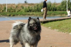 以毛狮狗（探寻以毛狮狗的起源、特点和饲养要点）