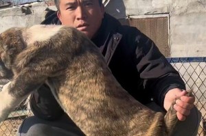 坎高犬vs中亚牧羊犬（大型犬种之争，探究坎高犬和中亚牧羊犬的战斗能力）