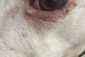狗狗为什么老长眼屎的原因和解决方法（揭秘狗狗眼屎背后的秘密和清洁方法）