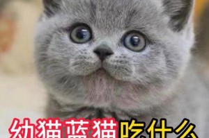 猫咪的饮食习惯（探索猫咪的主要食物类型及其关键营养素）