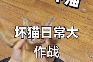 如何与调皮的猫咪和睦相处？（有效解决猫咪调皮捣蛋问题的实用方法）