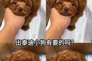 宠物泰迪疫苗接种频率探究（为宠物泰迪提供适当的疫苗保护）