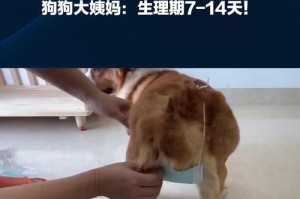 母狗狗的月经周期及注意事项（了解母狗月经周期，细心呵护你的宠物伙伴）