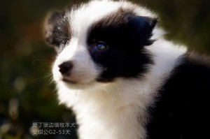 养边牧与喜乐蒂多的人为何如此之多？（探究边牧与喜乐蒂多的区别以及它们对养犬人的吸引力）