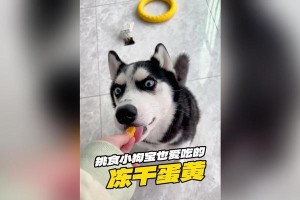 狗为什么喜欢吃蛋黄？（探究狗狗对蛋黄的喜好和好处）