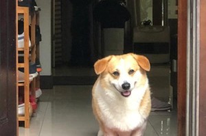 柯基品相评价的重要指标和注意事项（揭秘柯基纯不纯的关键要素及如何判断）