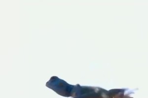 蜥蜴（探索蜥蜴为什么成为保护动物的关键原因）
