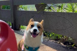 小狗的散步时间究竟有多长？（探讨三个月大小狗能够持续散步的时间和注意事项）