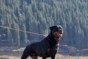 以罗威纳犬训练为主的宠物教育方法（从基本训练到高级技能全面覆盖，打造忠诚、聪明的宠物伙伴）