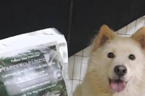 秋田犬的理想狗粮选择（为你的秋田犬提供最佳营养）