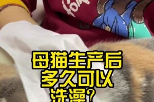 猫咪生孩子后多久可以洗澡？（洗澡时间和注意事项解析）
