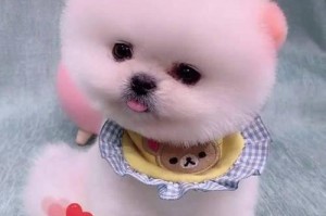 如何挑选适合的茶杯犬？（购买茶杯犬的关键技巧与注意事项）