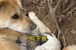 狗崽诞生的时间（揭开狗崽的奥秘，狗崽出生的时间间隔及影响因素）